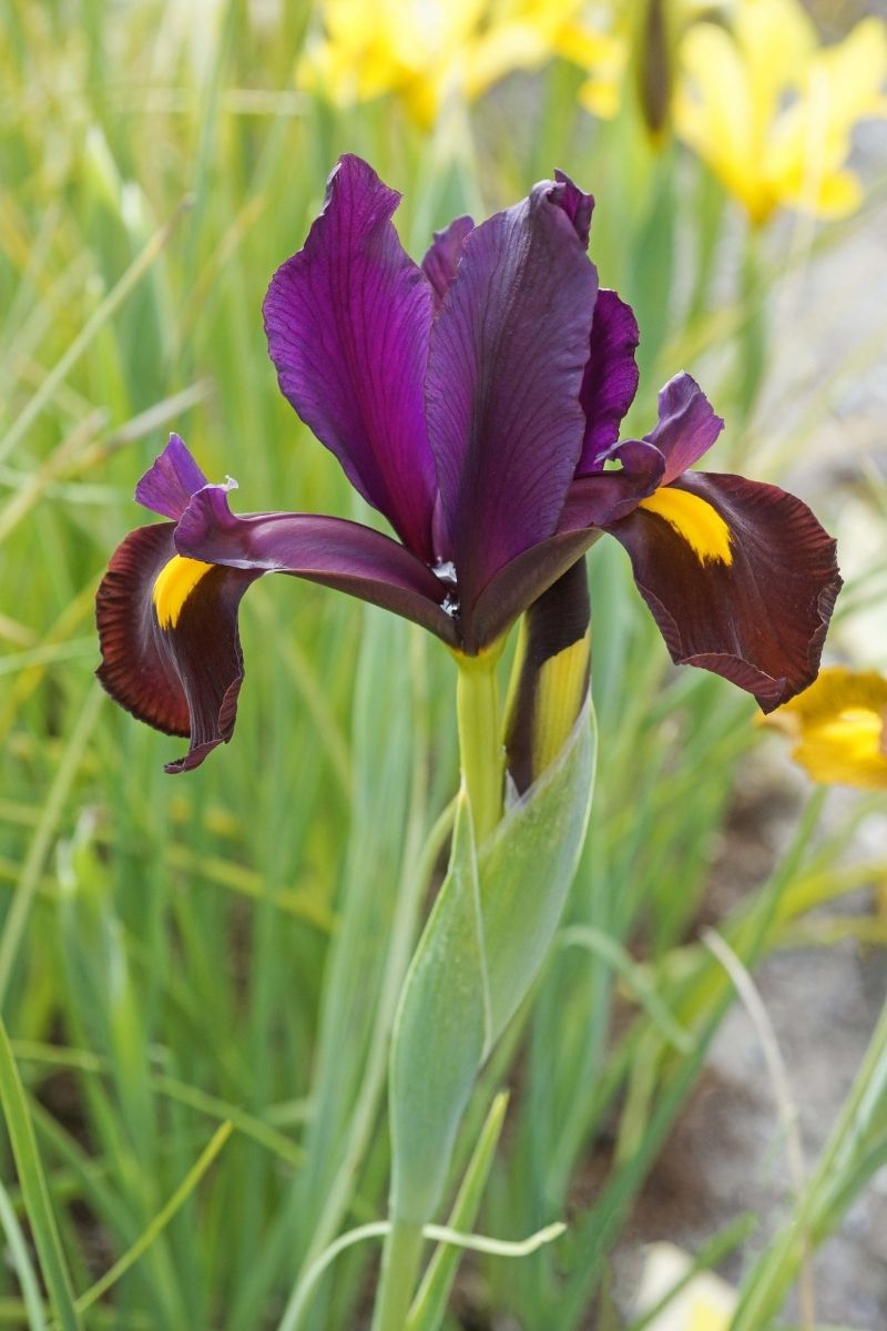 BULB IRIS DUTCH RED EMBR 10/PK