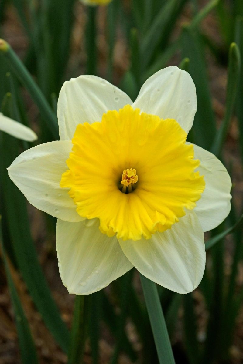 DeVroomen Daffodils Large Cup Ice Follies Bulbs 12/Pack