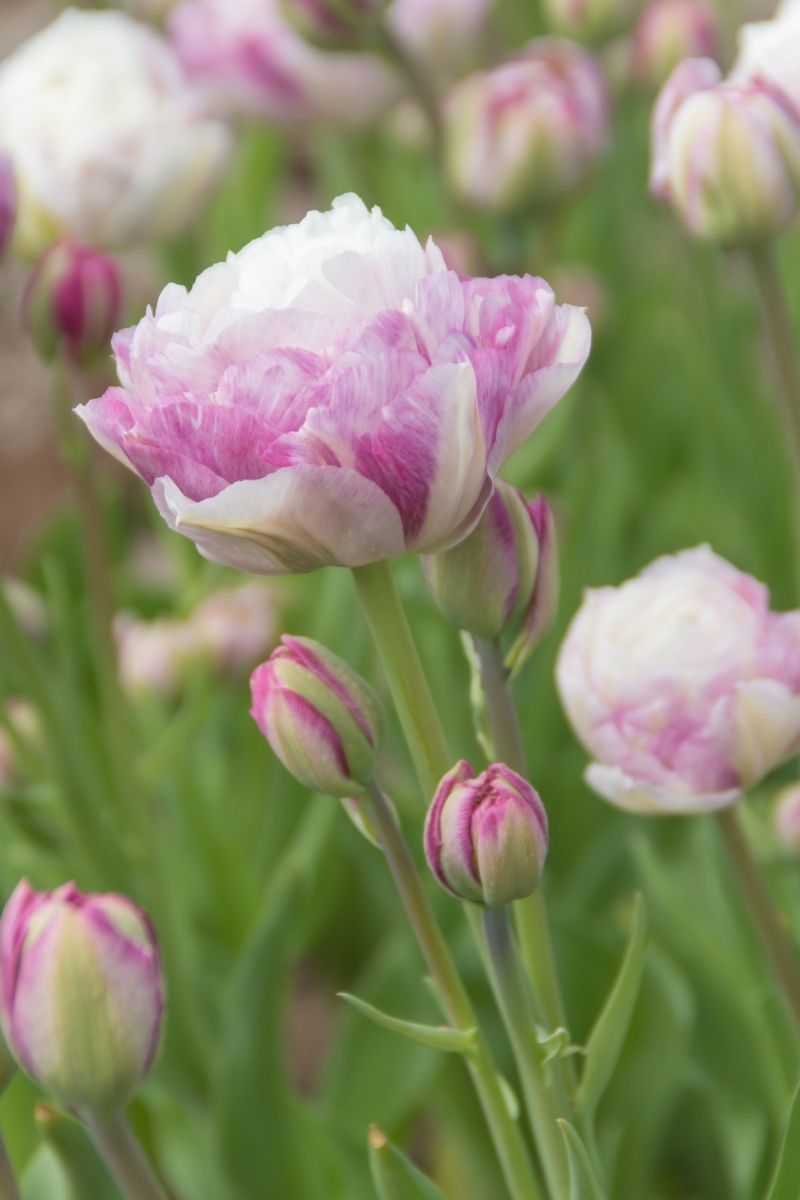 DeVroomen Tulips Double Late Double Surprise Bulbs 5/Pack