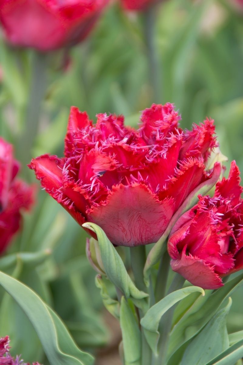 BULB TULIP CRANBRRY THSTLE 6PK