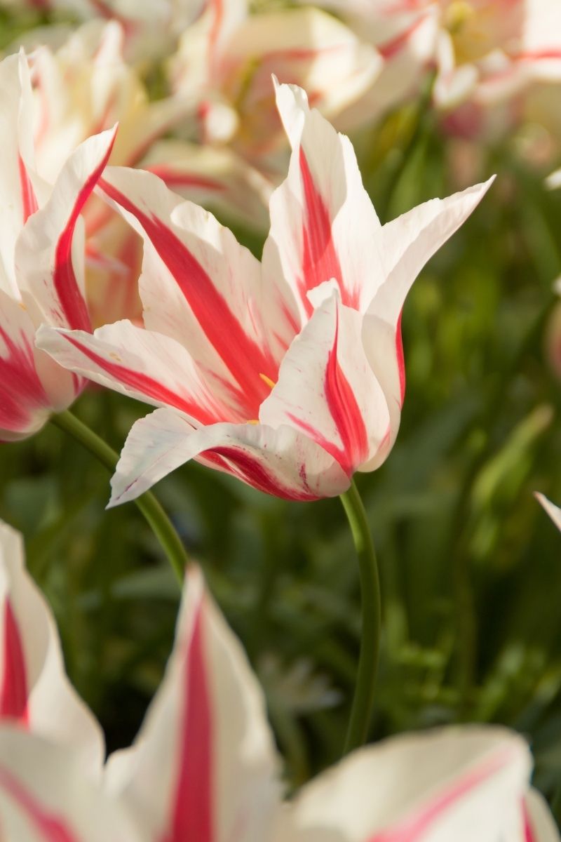 Bulbs, Tulip Marilyn 8/Pack