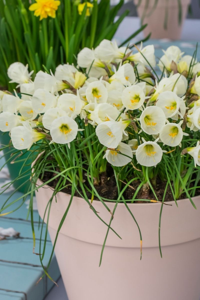 Bulbs, Daffodil Arctic Bells 10/Pack