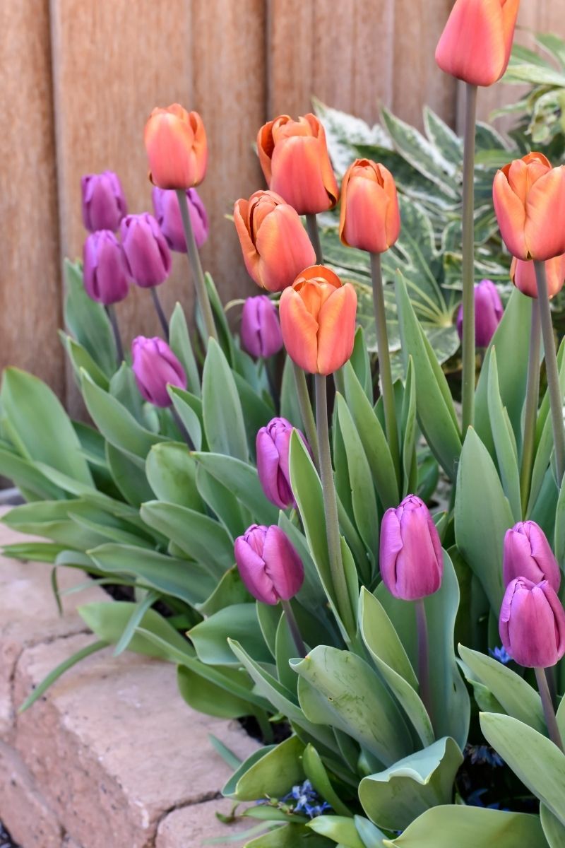 DeVroomen Tulips Blends Sunset Skies Bulbs 10/Pack
