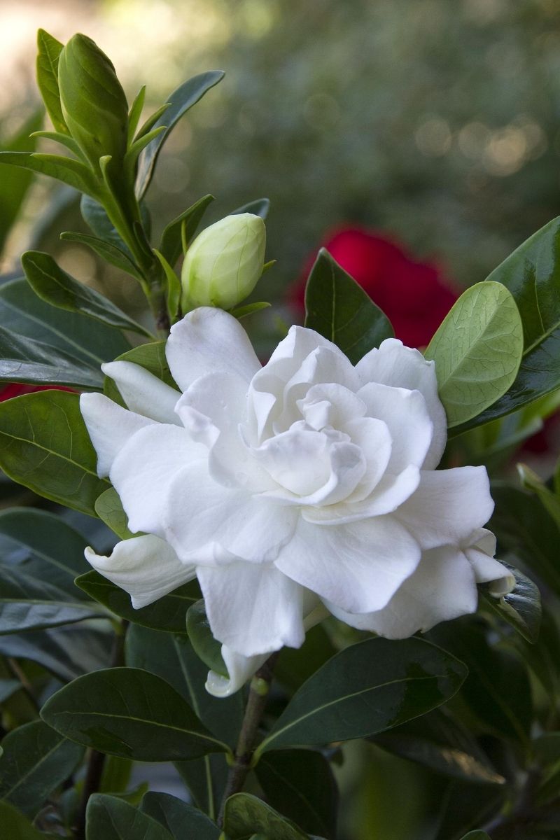 Gardenia Everblooming