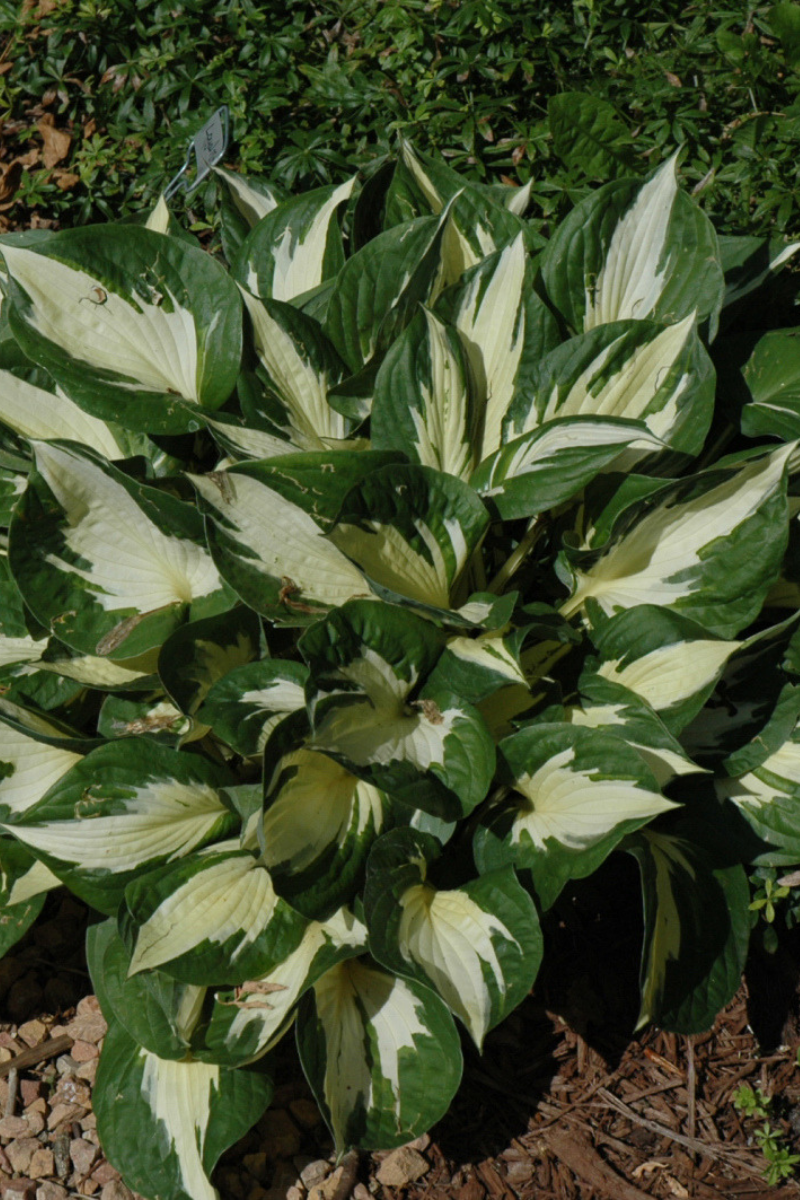 Hosta, Loyalist