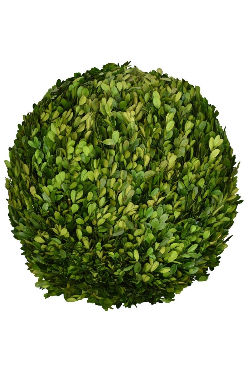 BALL, BOXWOOD PRESERVED 16"
