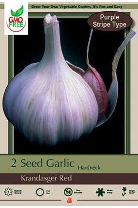 Allium Garlic Krandsger Red Bulb 2 Pack