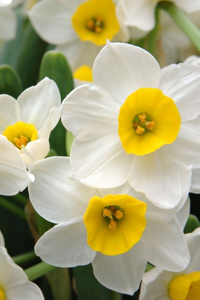 Narcissus Holland Sensation Bulbs 7/Pack