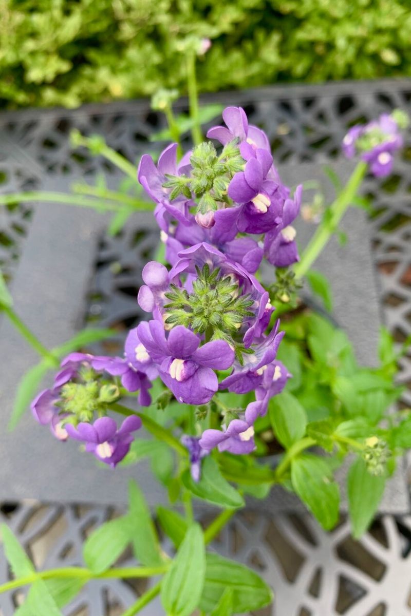 Nemesia, Blue