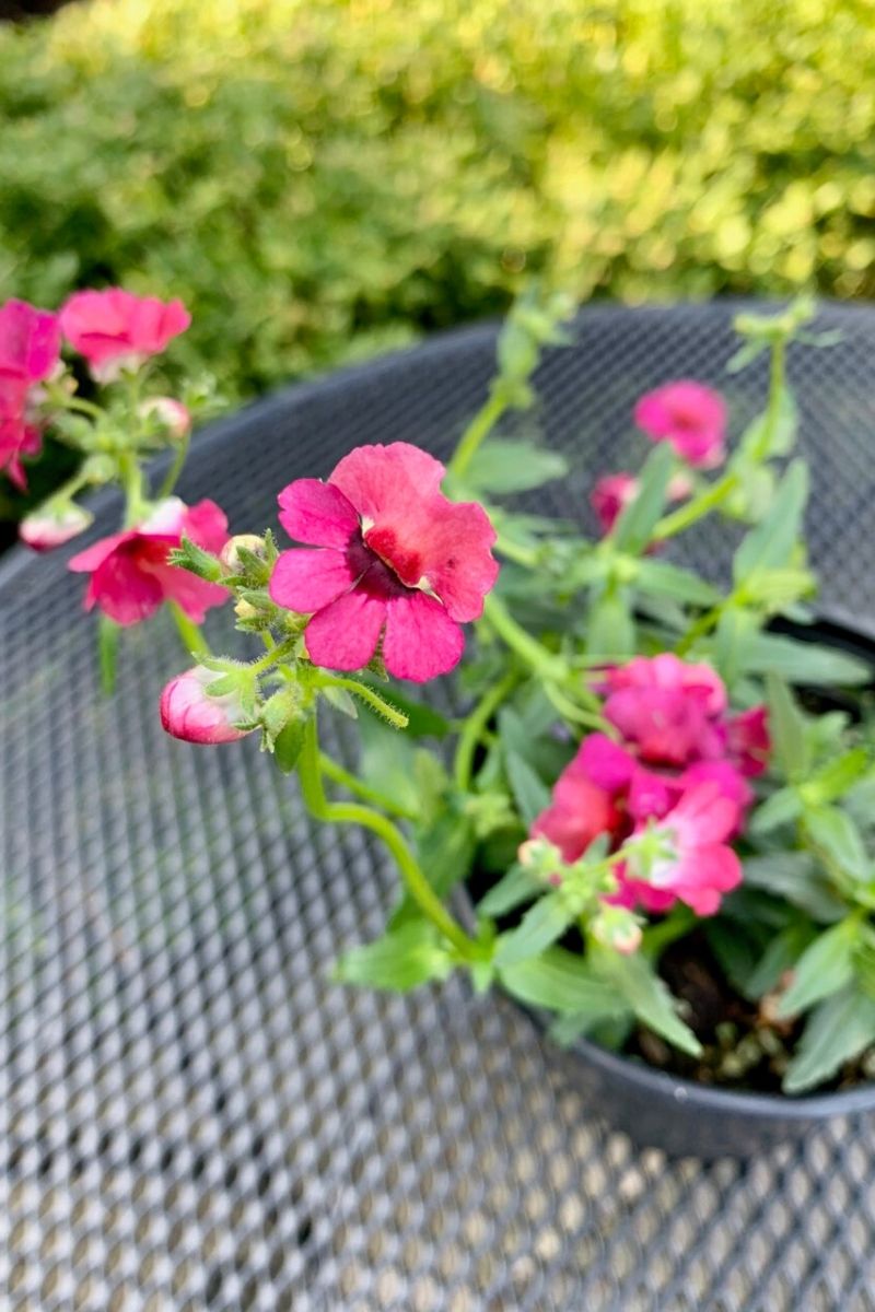 Nemesia Magenta