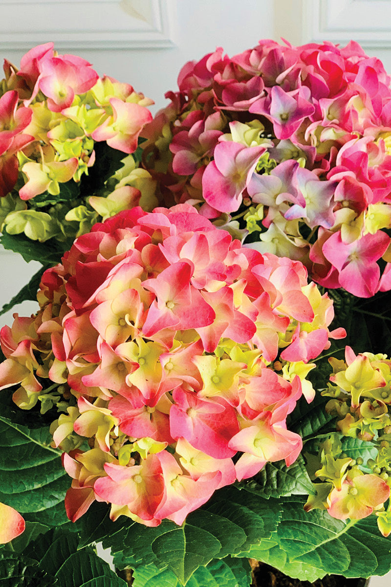 Hydrangea, Florist's Pink 6.5"