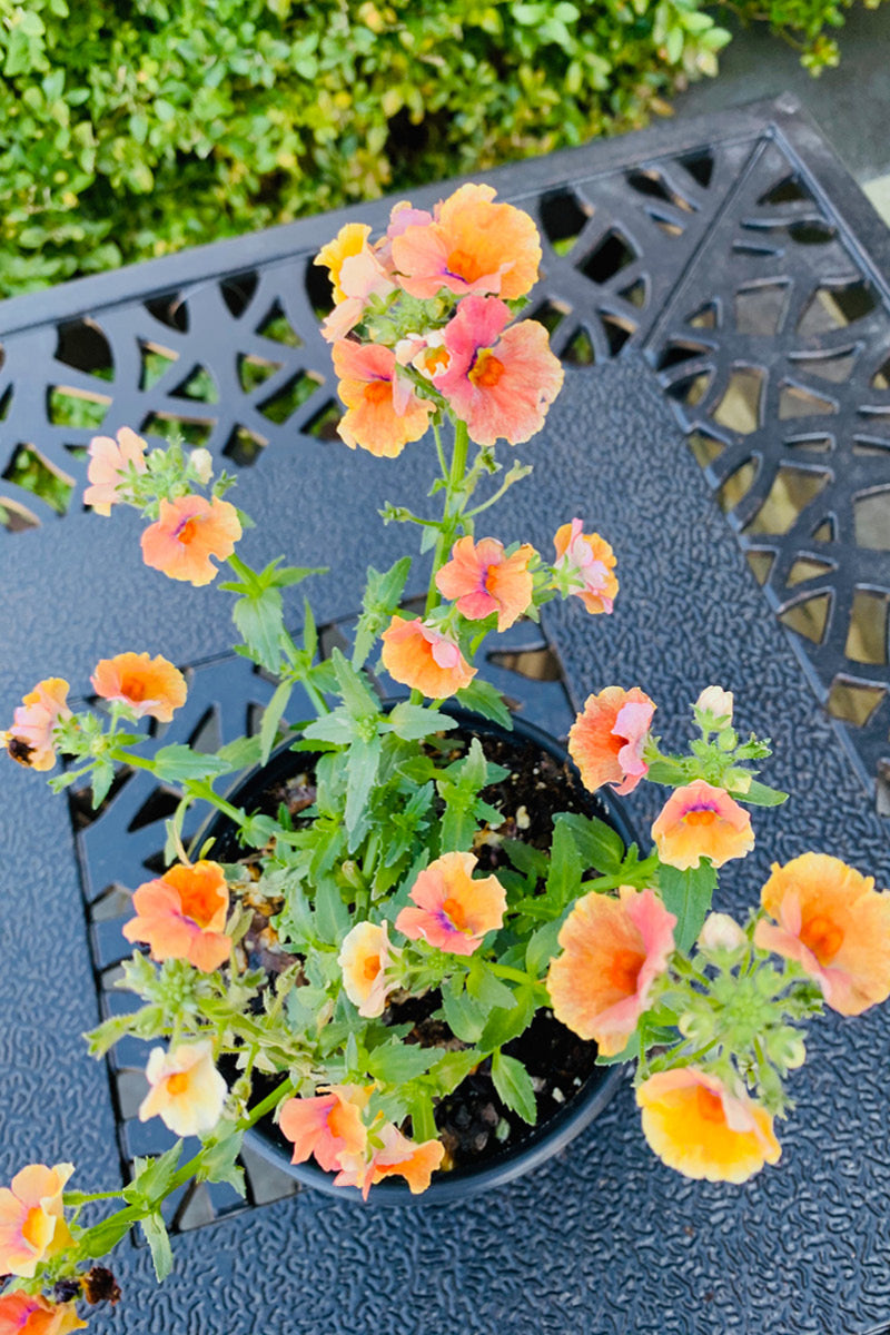 Nemesia Nesia Tropical