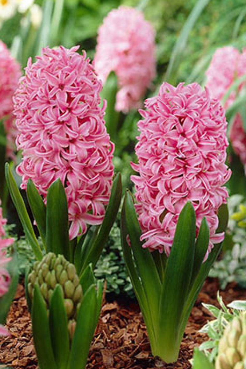 Hyacinth Pink