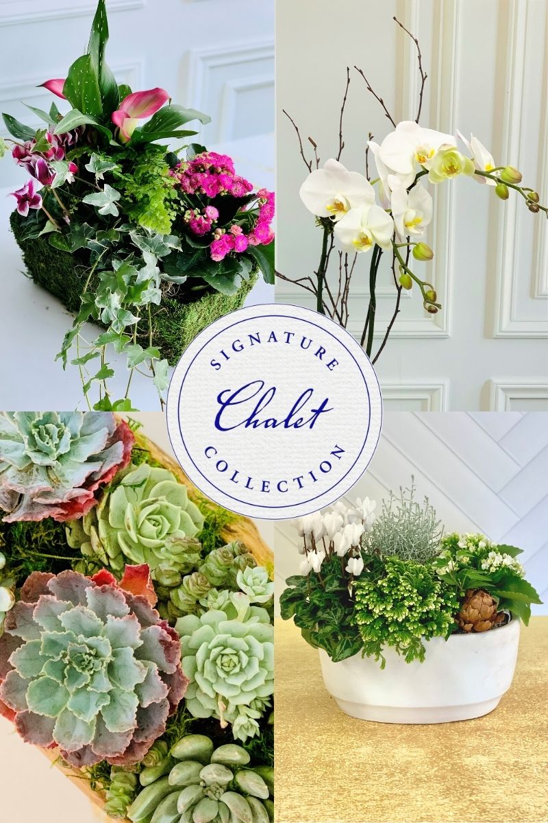 Signature Arrangement Subscription | Chalet-nursery Classics