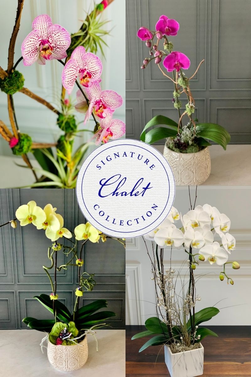 Signature Arrangement Subscription Orchid Refresh Monthly
