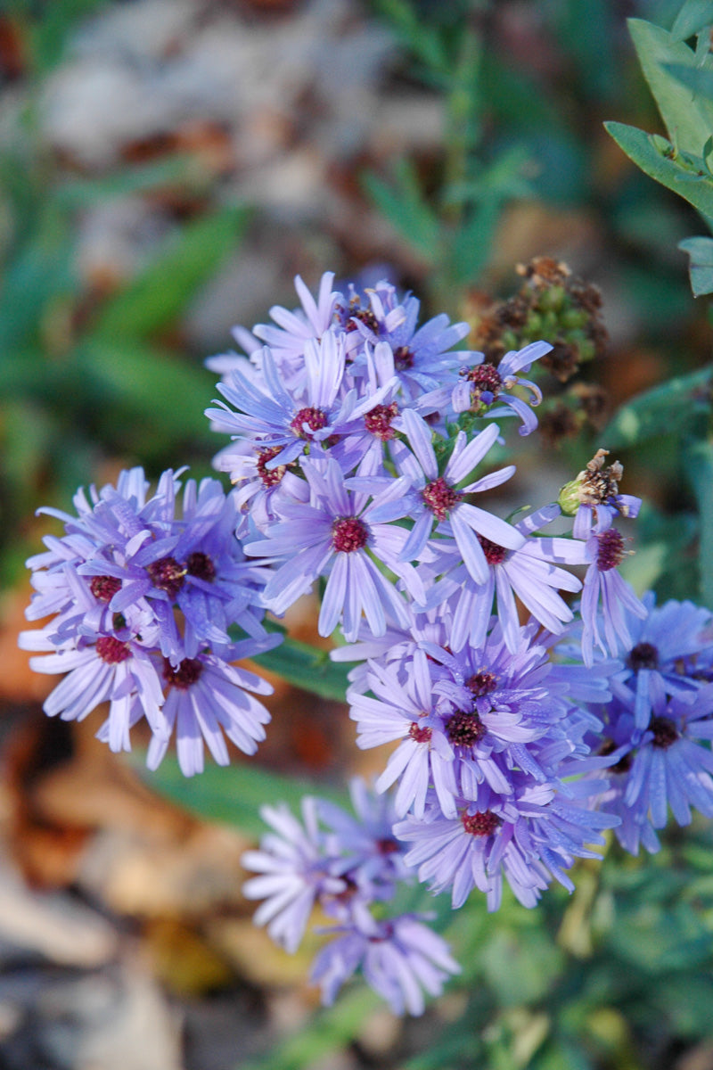 Aster Care Instructions