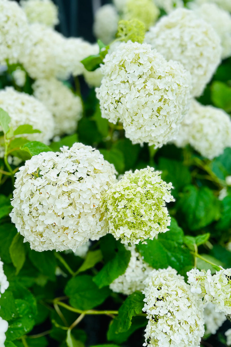 Annabelle Hydrangea Care Instructions