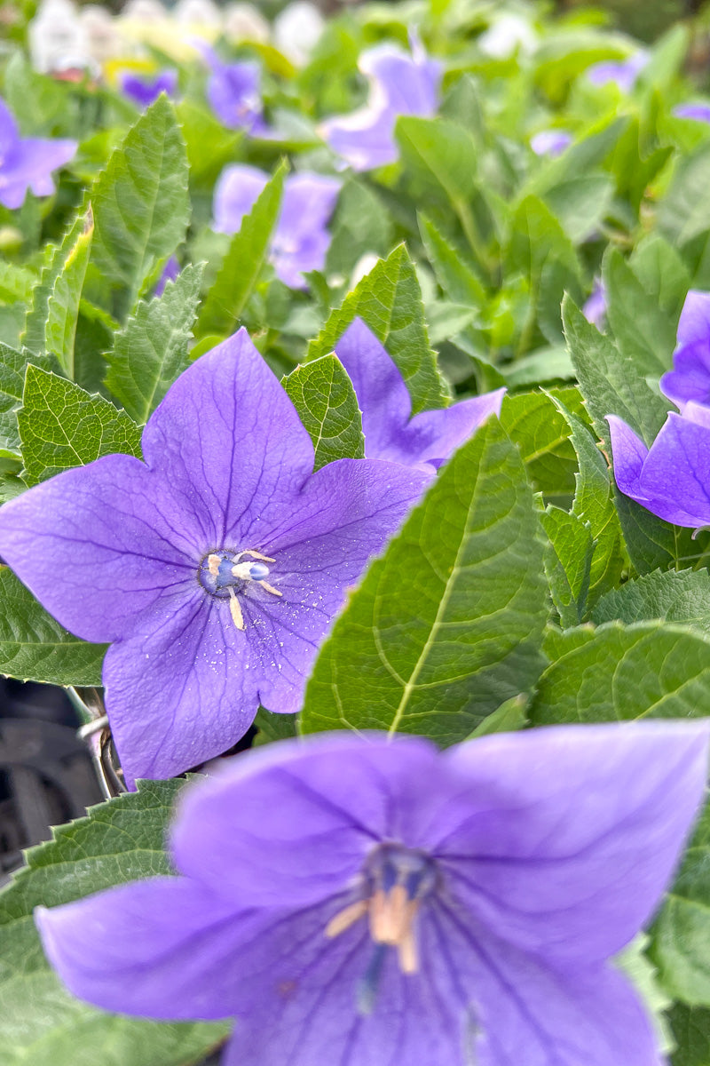 Balloon Flower (Platycodon grandiflorus) Care Instructions