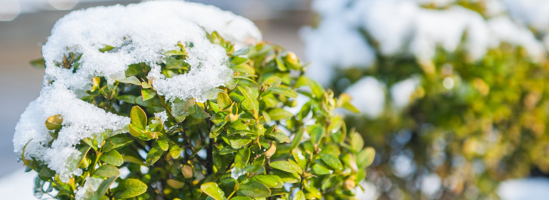 Boxwood Looking Battered?