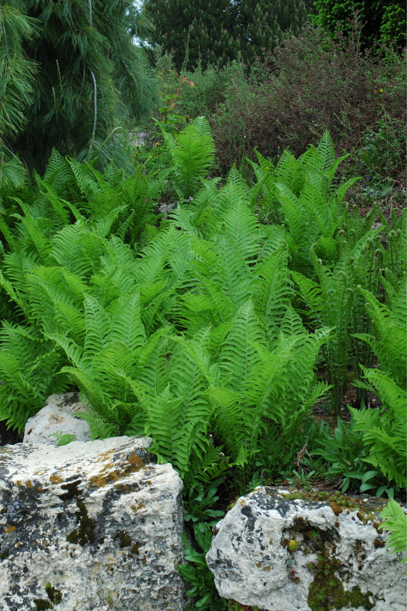 Ostrich Fern Care Instructions