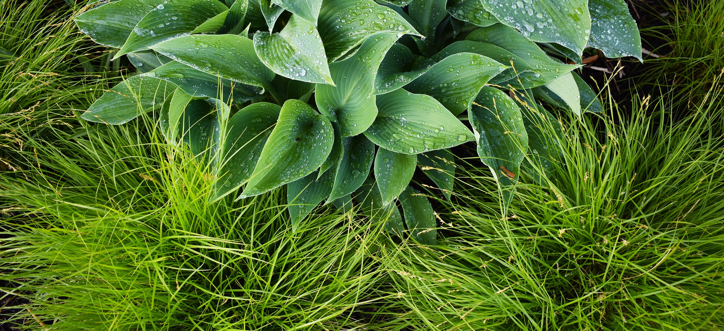 Chalet-nursery Recommends: Plant Combinations