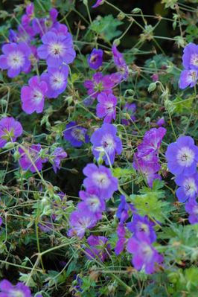 Rozanne Geranium Care Instructions