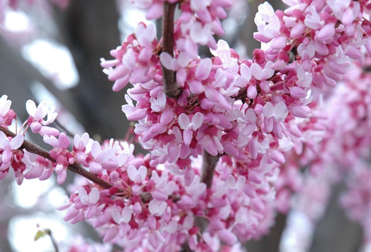 April’s Emblem of Renewal: Redbud