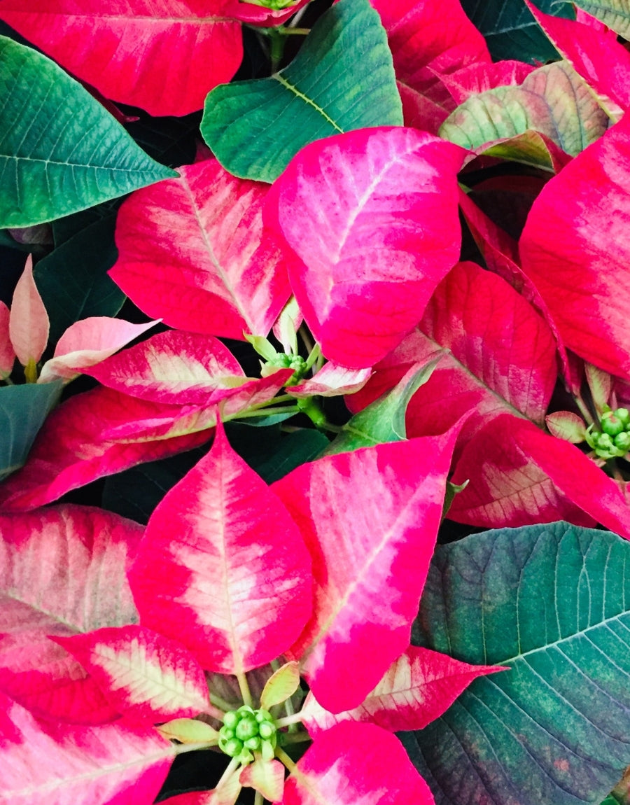Poinsettias