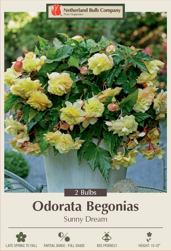 Begonia Odorata Sunny Dream Bulb 2/Pack