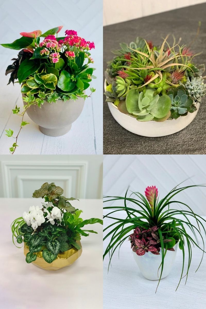 Signature Arrangement Subscription | Chalet-nursery Classics