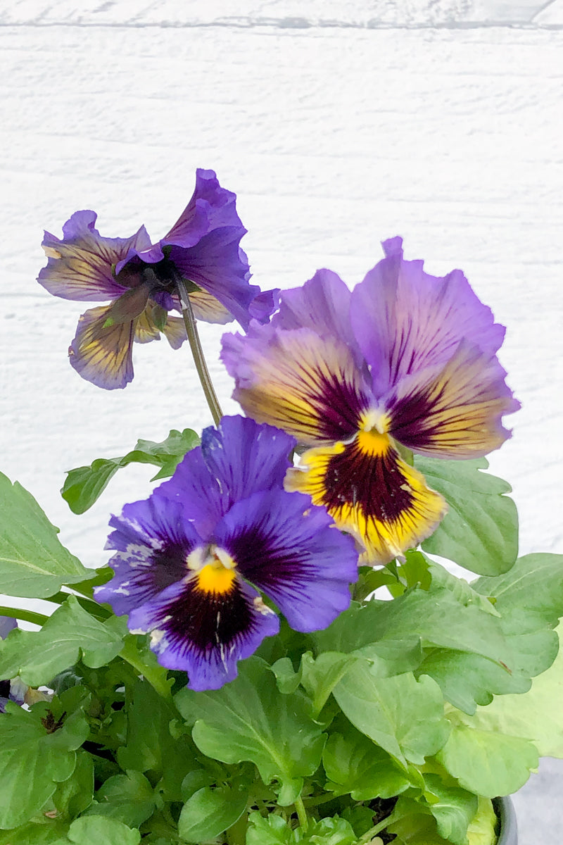 Pansy Frizz Sizz Y/B Swirl