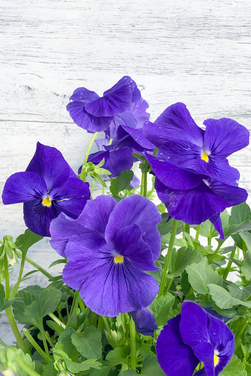 Pansy, Delta True Blue