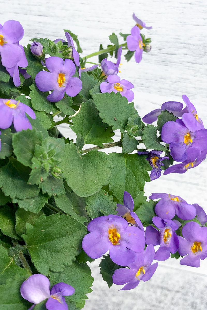 Bacopa, Blue