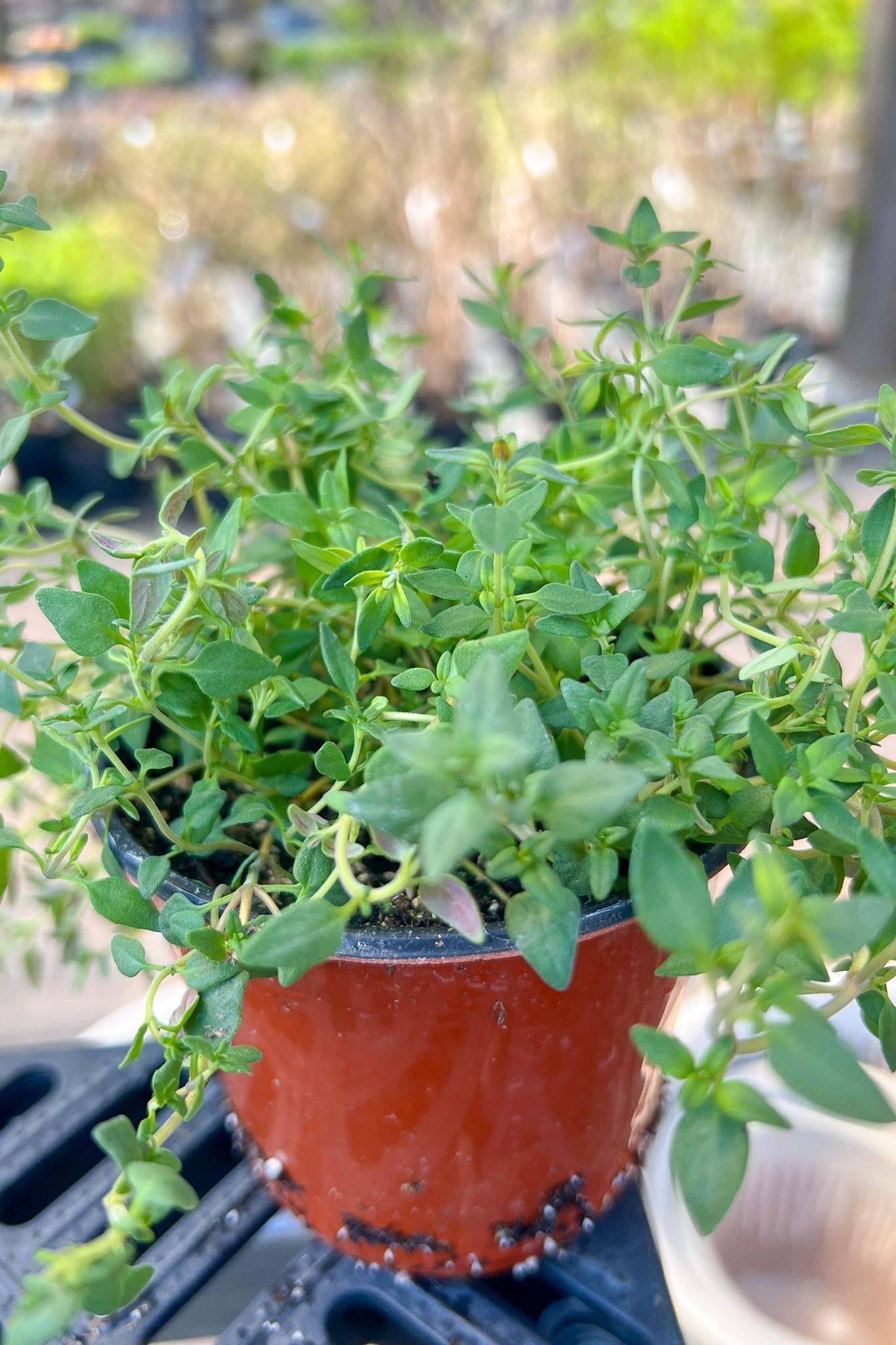 Organic Herb, Thyme English