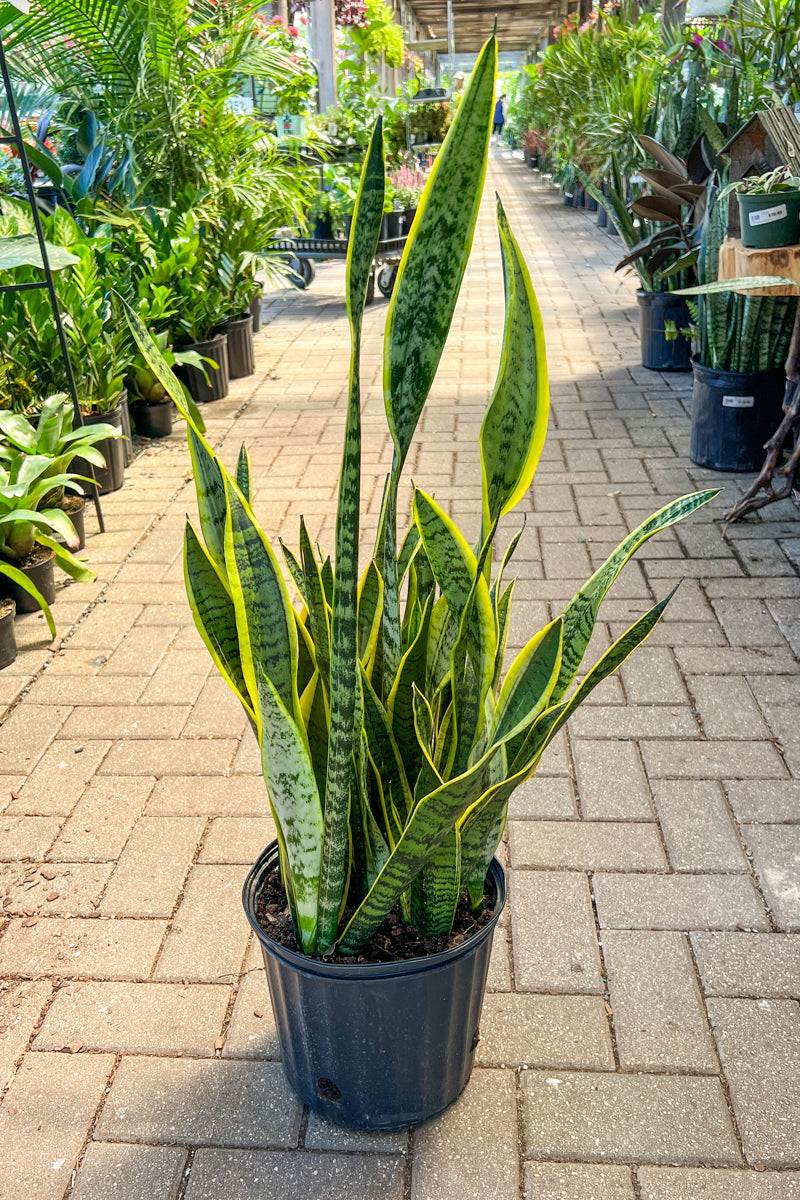 Snake Plant, Sanseviera Lauren 10"