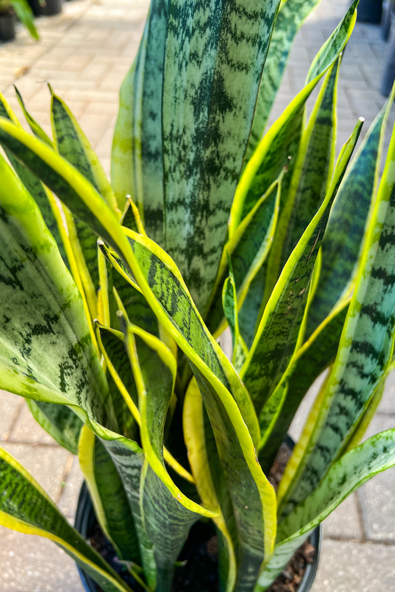 Snake Plant, Laurentii 14"