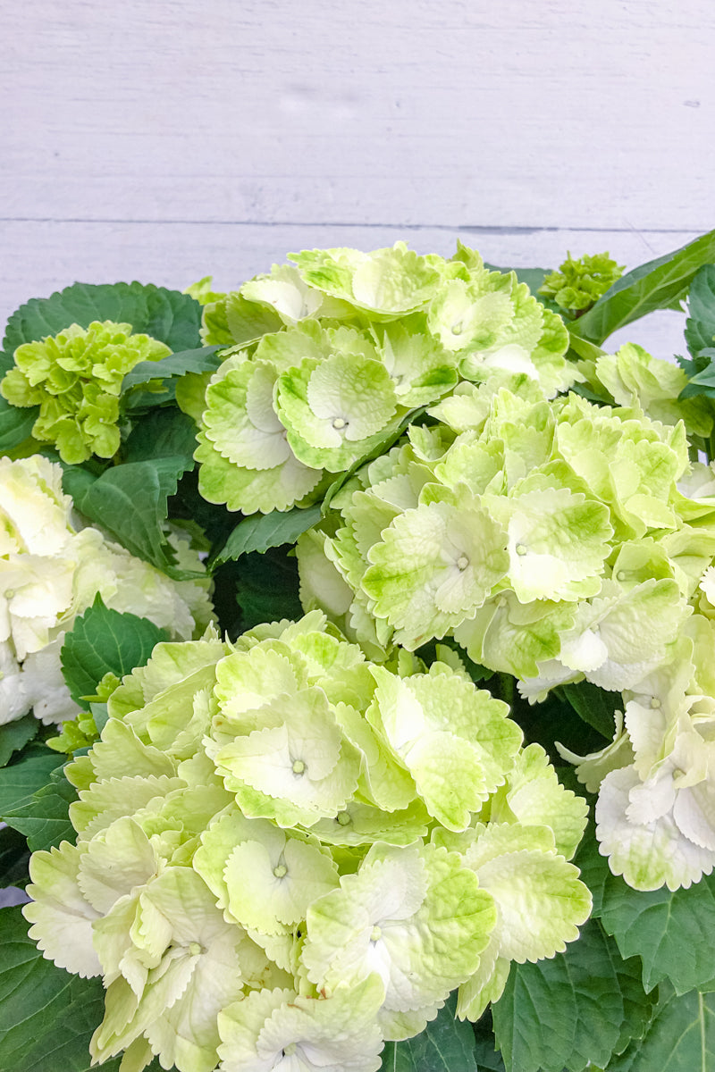 Hydrangea, Florist White 8"