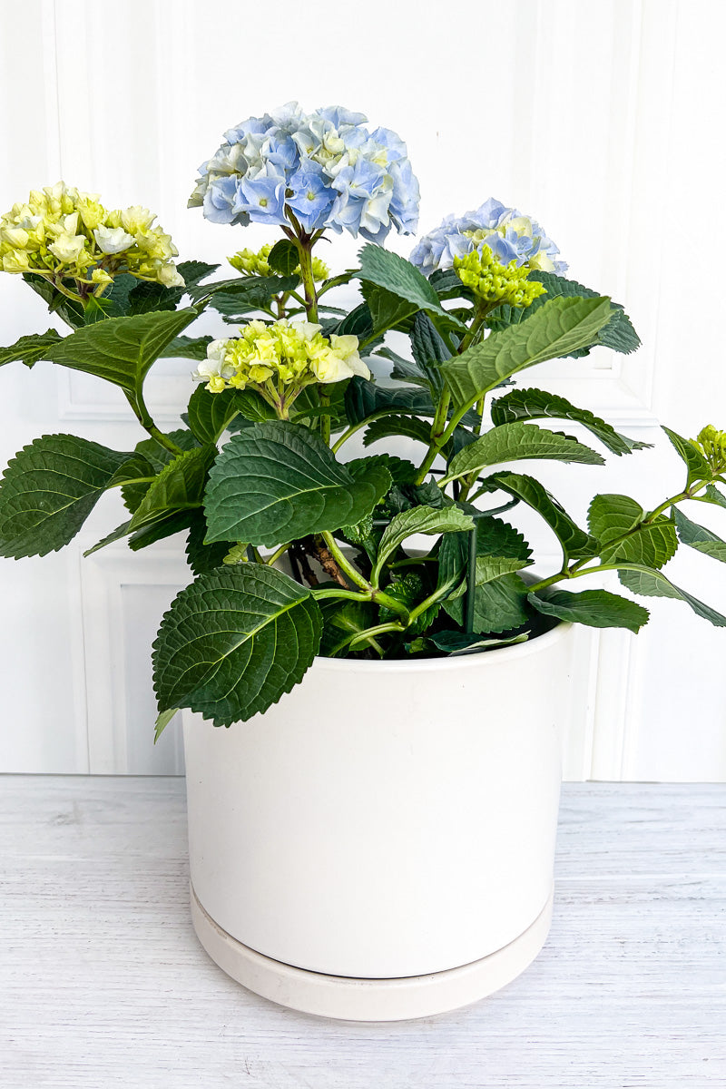 Hydrangea, Florist's Blue 6"