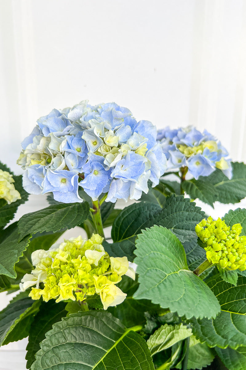 Hydrangea, Florist's Blue 6"