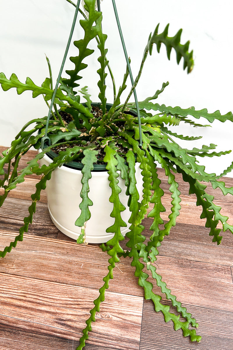 Cactus, Ric Rac 8" Hanging Basket