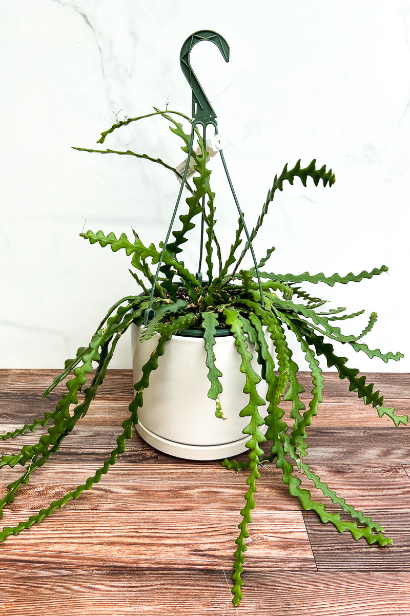 Cactus, Ric Rac 8" Hanging Basket
