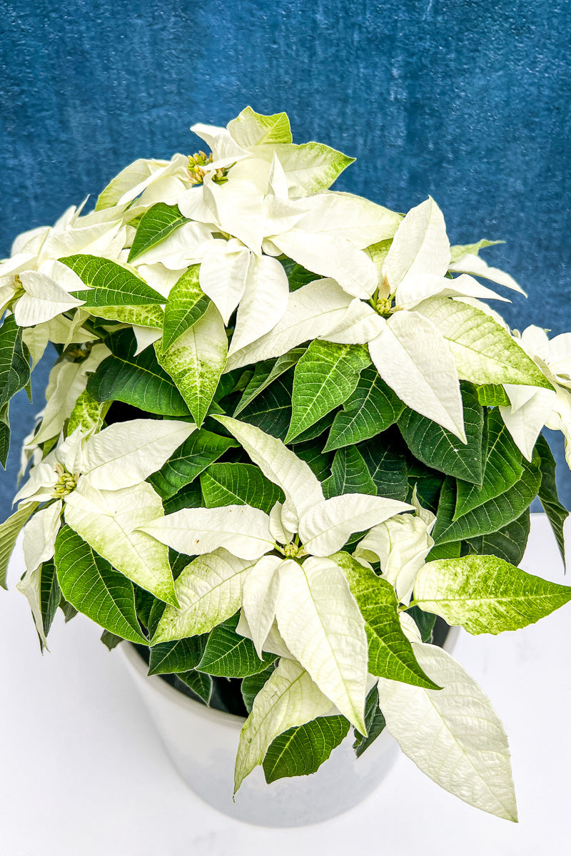 Poinsettia, Princettia White 6"