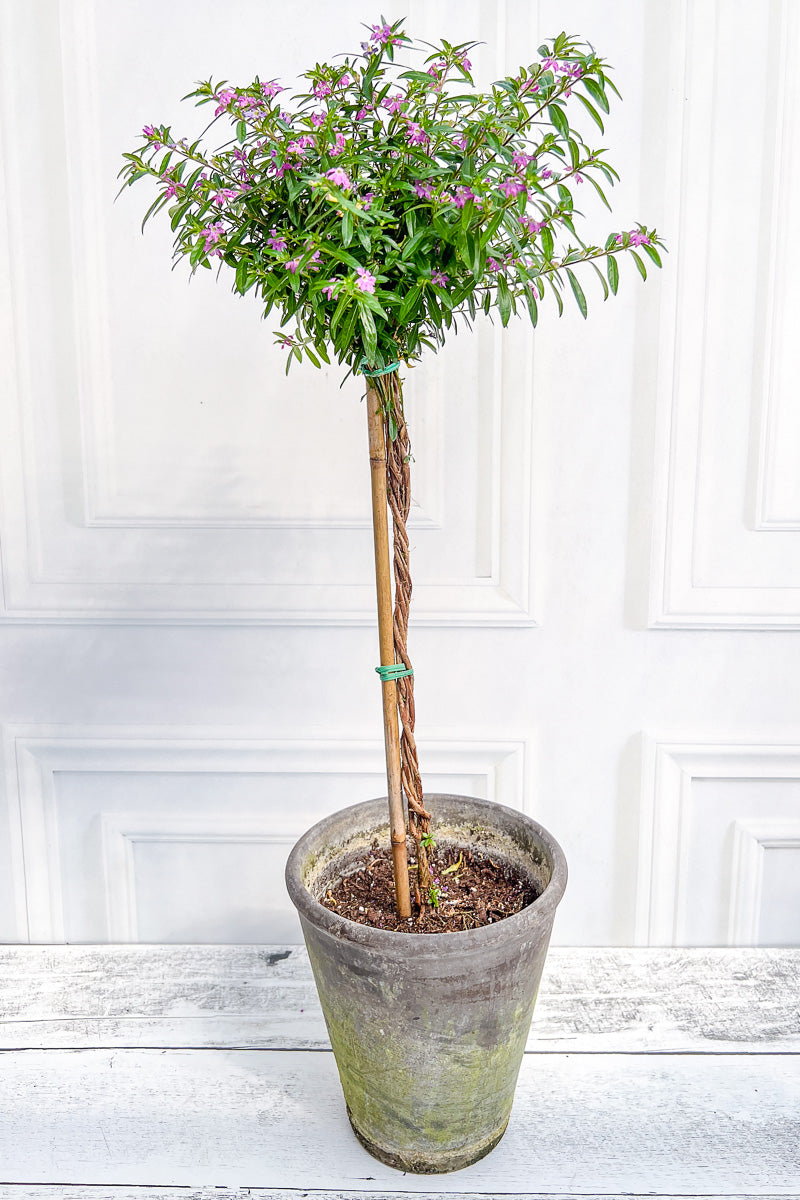 Mexican Heather, Topiary Purple 7" Grey Clay Pot