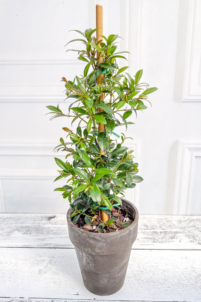 Eugenia, Topiary Column 5"