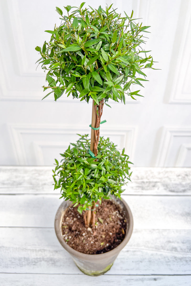 Eugenia, Topiary Double Ball 5" Grey Clay Pot