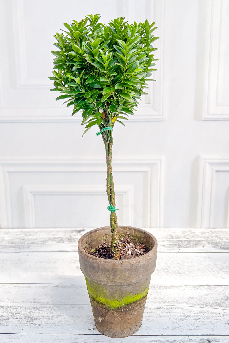 Euonymus, Topiary Single Ball 5" Grey Clay Pot