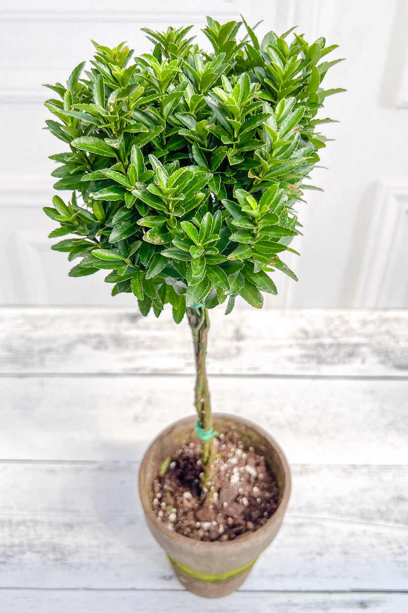 Euonymus, Topiary Single Ball 5" Grey Clay Pot