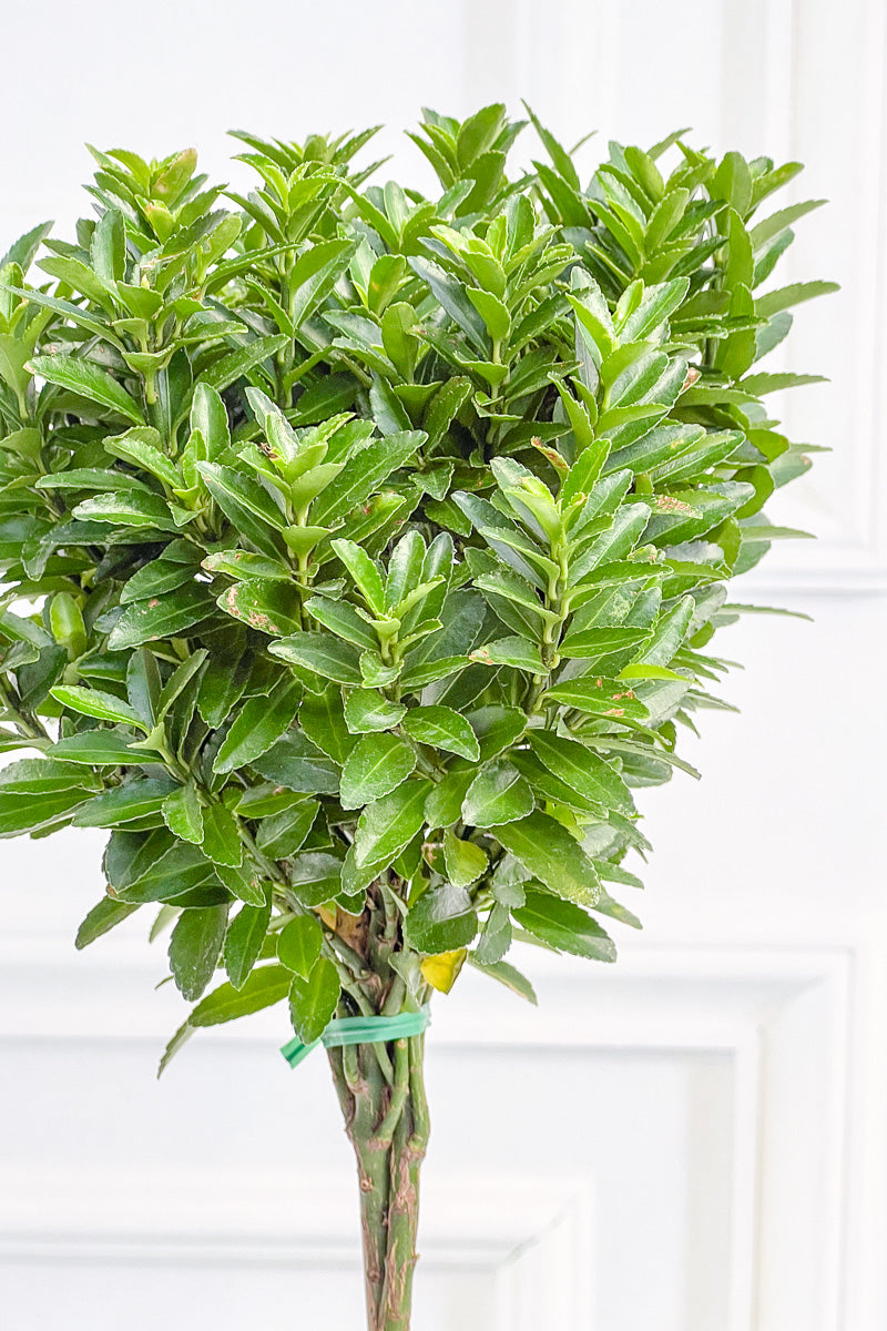 Euonymus, Topiary Single Ball 4" Grey Clay Pot