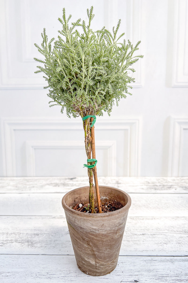 Santolina Topiary, 5" Grey Clay Pot