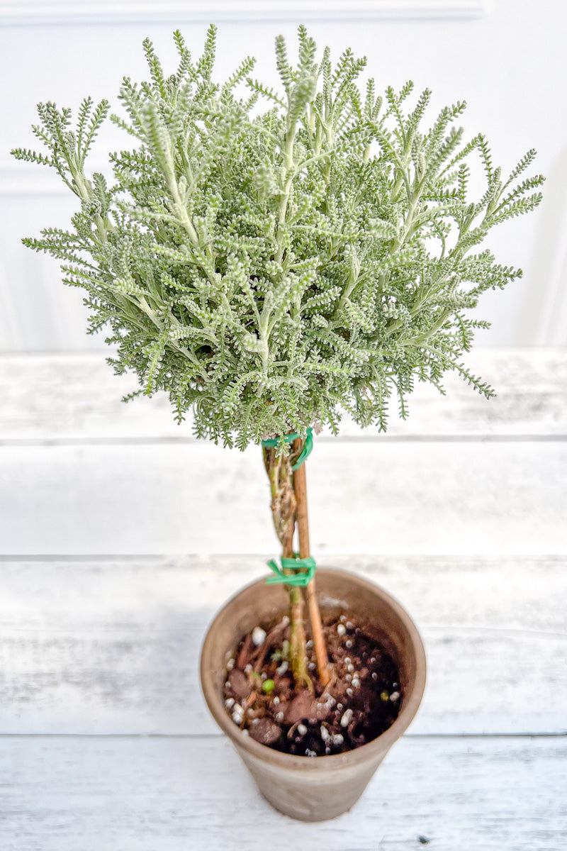 Santolina Topiary, 5" Grey Clay Pot